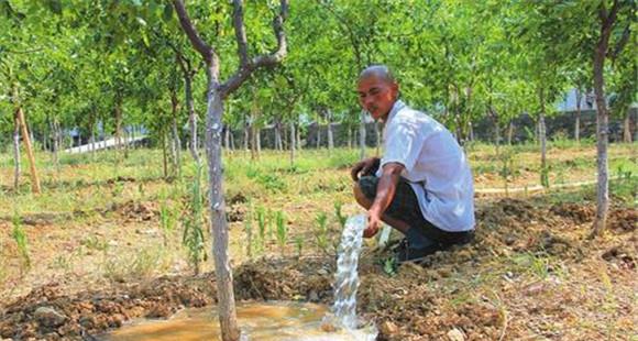 夏季枣树的浇水方法