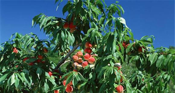 桃树通常被划分为哪几大品种群(桃树最大的是什么品种)