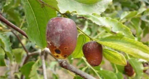 枣树炭疽病防治方法 枣树如何防治炭疽病