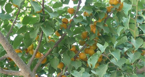 杏树褐腐病的防治方法