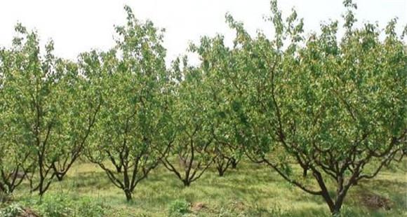 杏树栽培的园地选择和规划要求