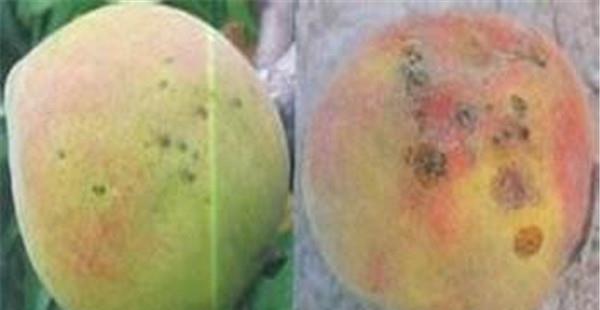 桃树疮痂病的防治方法