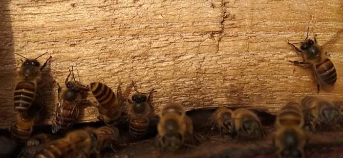 在农村养殖蜜蜂能赚钱吗