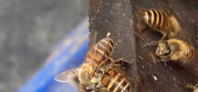 蜜蜂养殖100箱利润有多少(养200箱蜜蜂一年赚100万)