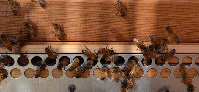 养蜂行业为什么不被看好(养蜂失败的原因有哪些?)