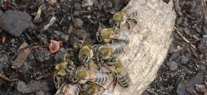 养殖蜜蜂