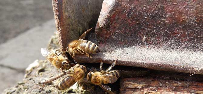 养殖蜜蜂