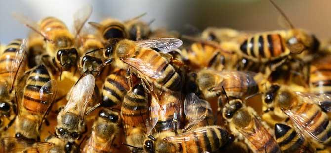 蜜蜂养殖有发展前景吗(农村土蜜蜂养殖技术)