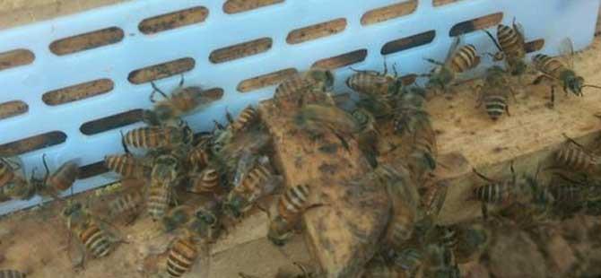 蜜蜂分蜂热有什么表现(蜜蜂养殖如何避免分蜂热)