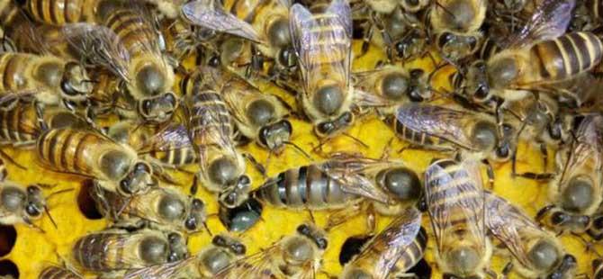 蜜蜂分几种类型(哪种类型的蜜蜂可以制造蜂蜡)