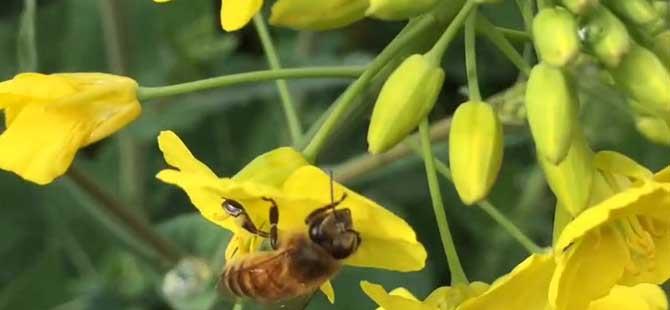 蜜蜂的习性和生长过程(蜜蜂生长过程的四个阶段)