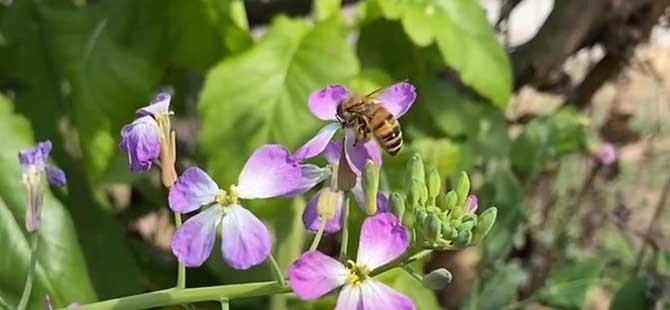 蜜蜂采了打药的花怎么办(蜜蜂采蜜的过程)