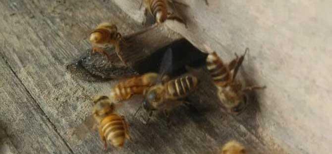 家庭养蜂需要什么条件(养蜂需要的条件)
