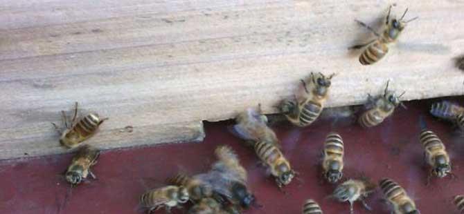 刚招的蜜蜂需要注意什么(消防维保小蜜蜂系统需要什么东西)