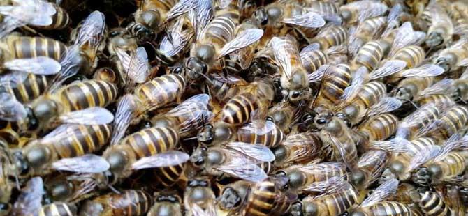 在农村可以养蜜蜂吗(农村养蜜蜂用的桶怎样做法)