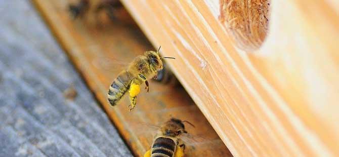 蜜蜂爬蜂综合征(蜜蜂爬蜂病的症状及防治)