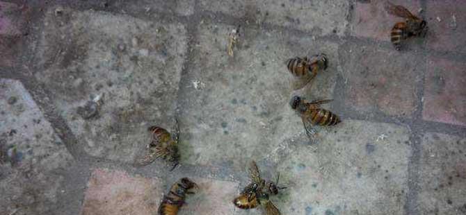 蜜蜂孢子虫病