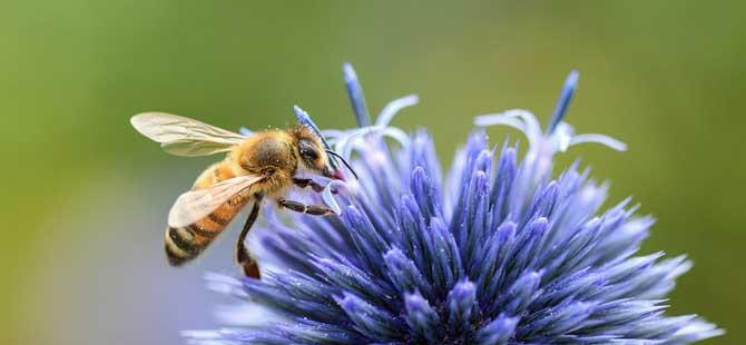 蜜蜂的习性