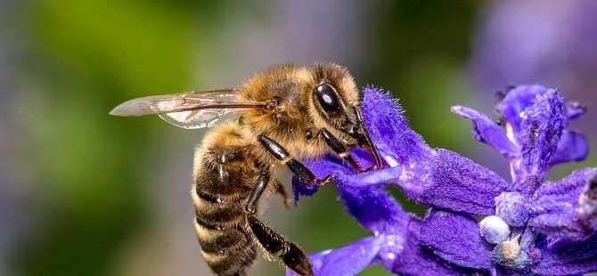 蜜蜂的特点