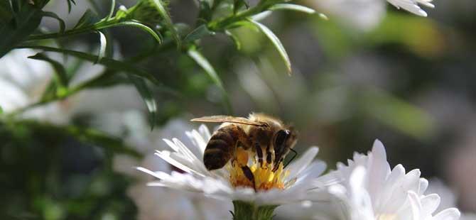 蜜蜂是怎么采蜜的(蜜蜂是怎么采蜜的科学小实验)