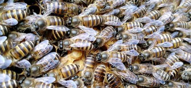 蜜蜂是怎么修筑蜂巢的(蜜蜂是怎么筑巢的简介)
