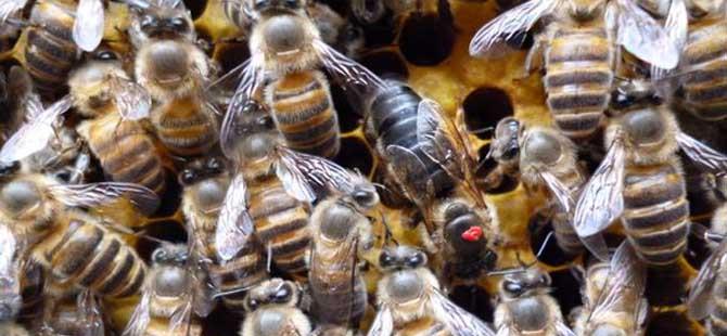 雄蜂是蜂王产卵发育的吗(雄蜂和蜂王产卵的区别)
