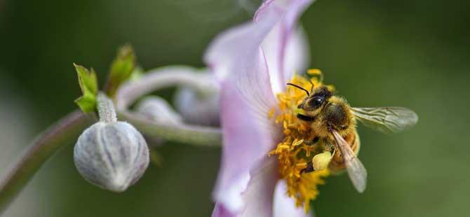 蜂群中工蜂吃什么食物