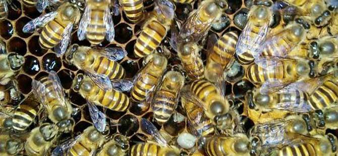 蜜蜂冬季管理技术(蜜蜂的养殖与管理技术视频)