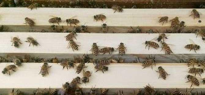 蜜蜂春季繁殖技术(蜜蜂春季繁殖技术视频)