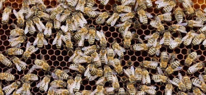蜜蜂春繁技术