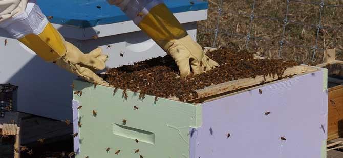 蜜蜂春繁技术