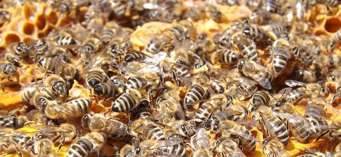 蜜蜂秋繁技术