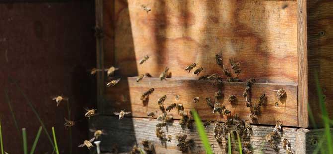 蜜蜂分家怎样找蜂王(蜜蜂中的蜂王是什么)