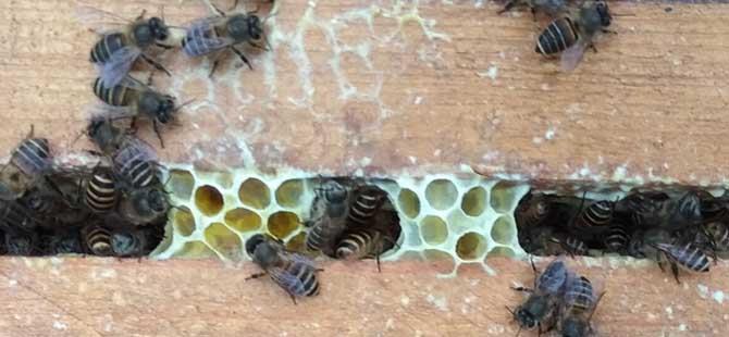合并蜂群怎样防回蜂(合并蜂群多久可以稳定下来)
