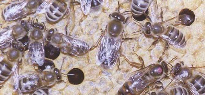 黑蜂(黑蜂巢的功效和作用及食用方法)