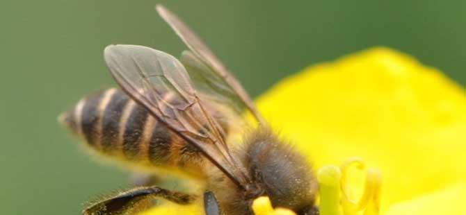 高加索蜜蜂(高加索蜜蜂产蜜周期)