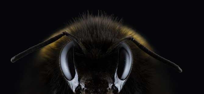 欧洲黑蜂