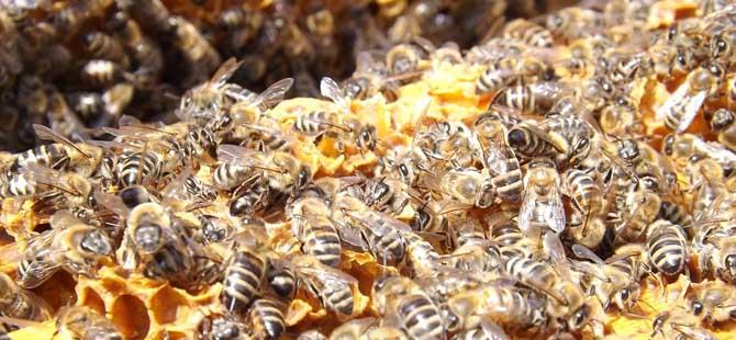 意大利蜜蜂(意大利蜜蜂买卖)
