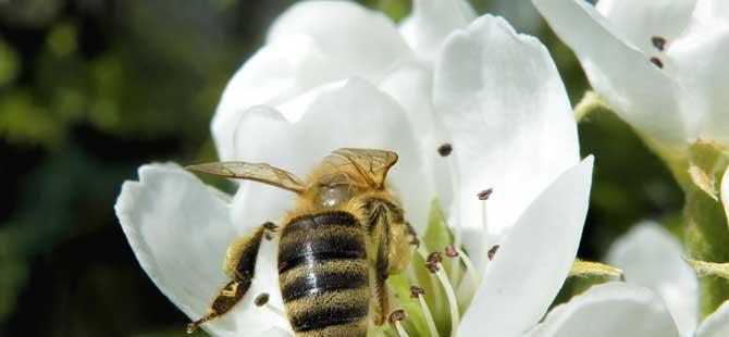 蜜蜂为什么在巢门口扇风(蜜蜂在巢门口扇风是不是热的)