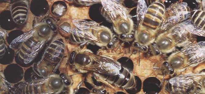 中华蜜蜂的种类及图片大全(中华蜜蜂品种图片大全)