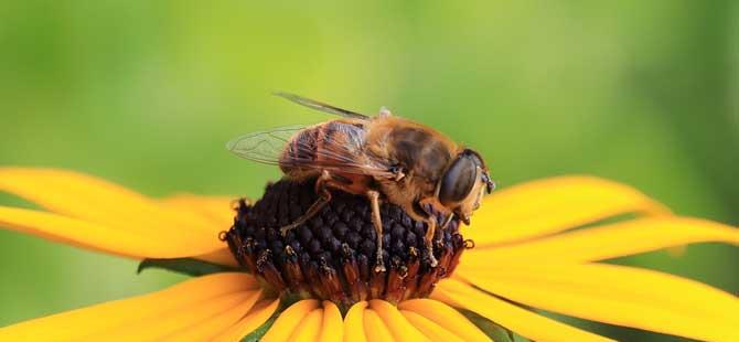 蜜蜂怕什么气味