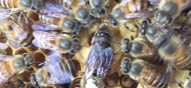蜜蜂幼虫吃什么食物