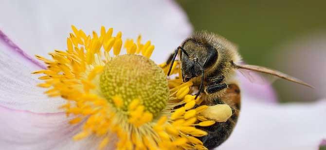 保育蜂、筑巢蜂、采蜜蜂的区别(幼蜂学筑巢)