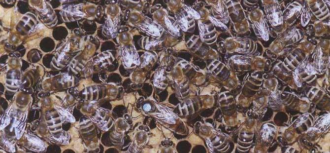 新疆黑蜂有什么特点(怎样才能买新疆黑蜂)