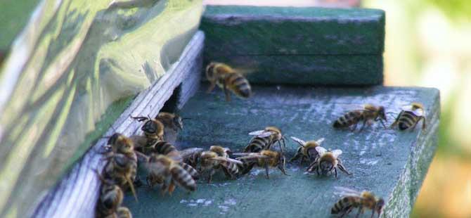 意大利蜜蜂有什么特点(意大利蜜蜂分群)