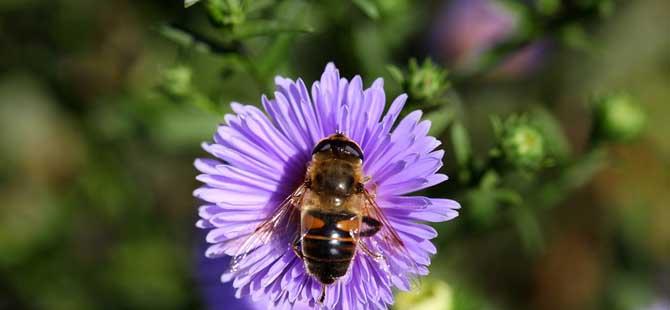 世界上有多少种蜜蜂(世界上有哪些要改进)