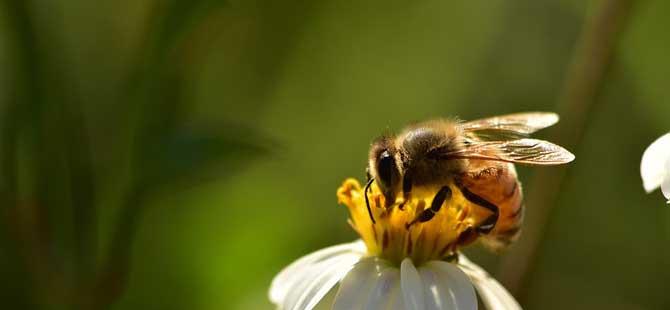 蜜蜂有哪些生物学特性