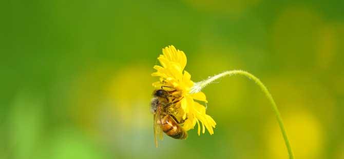 蜜蜂的生活环境特性(蜜蜂生活环境方式图片)