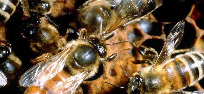 蜂群中的蜂后如何辨别(蜂群中的蜂后如何辨别雌雄)