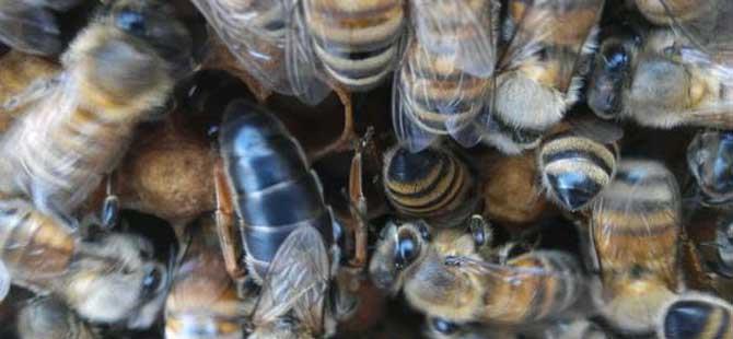 东北黑蜂有哪些优点(东北黑蜂自然保护区)